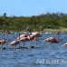 flamingo_pink_wc_h_0355_tci0355.jpg